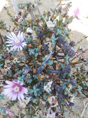 Lampranthus leptaleon