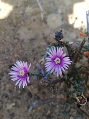 Lampranthus leptaleon