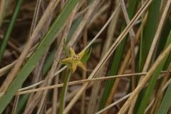 Anemonastrum tenuicaule
