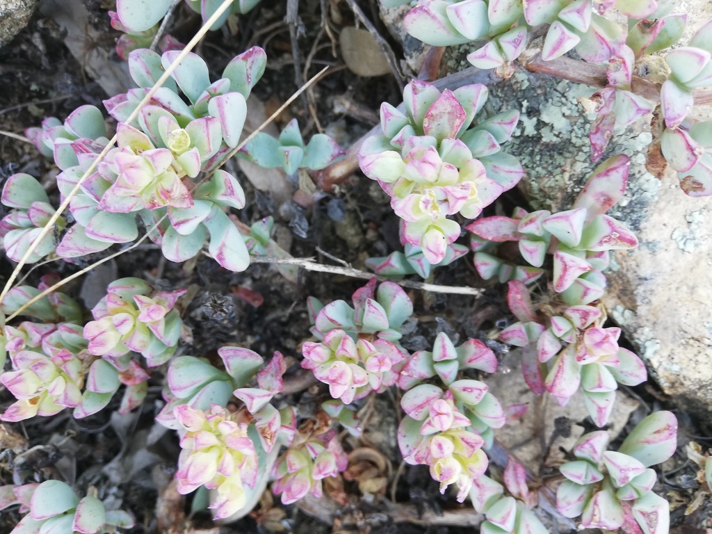 Oscularia paardebergensis