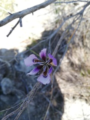 Moraea amissa