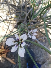 Moraea amissa