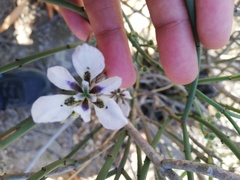 Moraea amissa