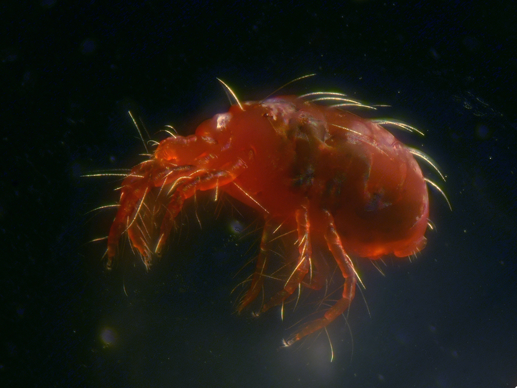 Gorse Spider Mite