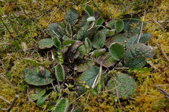 Brachyglottis bellidioides