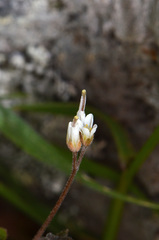 Cardamine intonsa