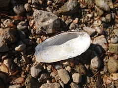 Unio elongatulus