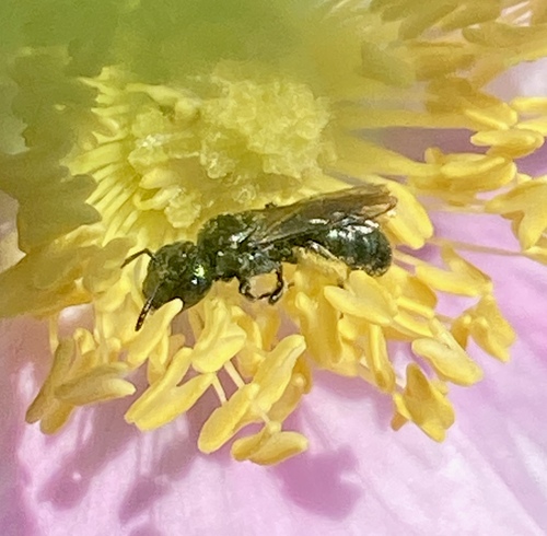 iNaturalist observation photo of Zadontomerus