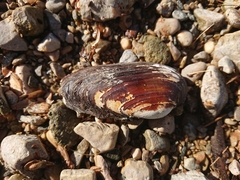 Unio elongatulus
