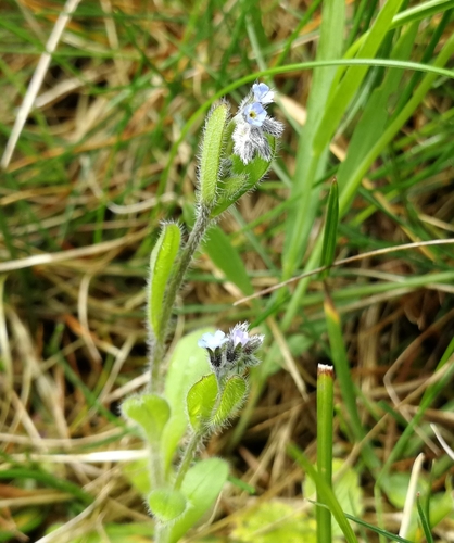 nezábudka drobnokvetá (Myosotis stricta)