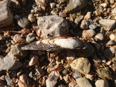 Unio elongatulus