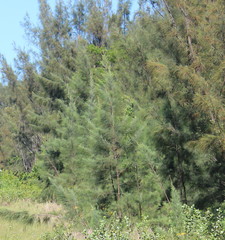 Casuarina equisetifolia