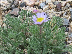 Erigeron pinnatisectus