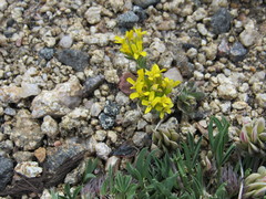 Draba streptocarpa
