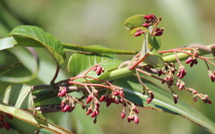 Tacazzea apiculata