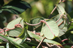 Tacazzea apiculata