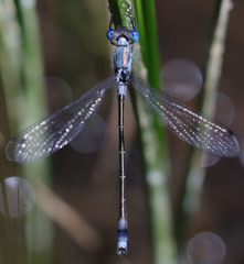Lestes stultus
