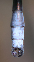 Lestes stultus