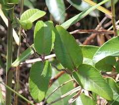 Tacazzea apiculata