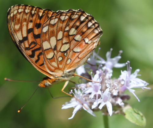Hydaspe Fritillary