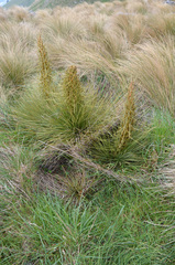 Aciphylla subflabellata