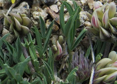 Trifolium dasyphyllum