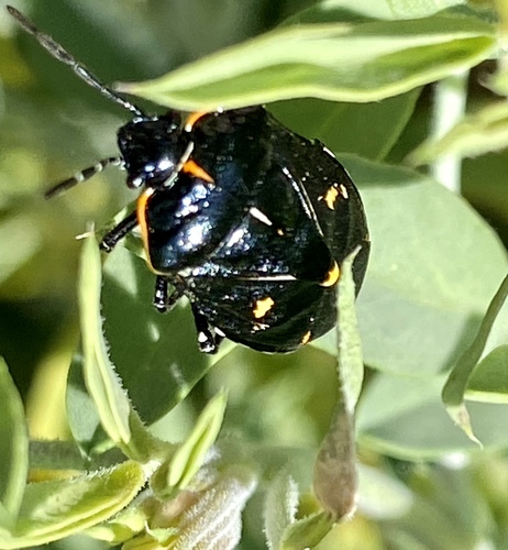 iNaturalist observation photo of Harlequin Bug