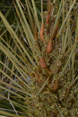 Aciphylla subflabellata