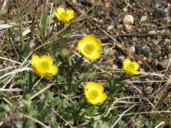 Ranunculus adoneus