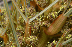 Aciphylla subflabellata