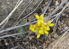 Draba streptocarpa