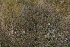 Olearia bullata