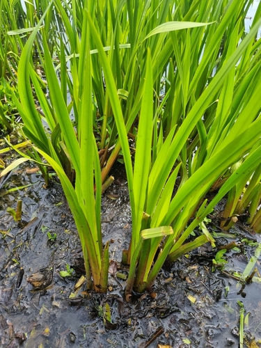 Variedad Acorus calamus calamus · iNaturalist Mexico