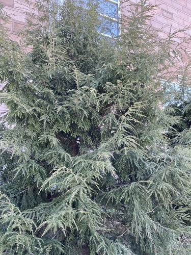 Ein weiteres Foto von Eastern hemlock