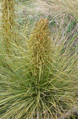 Aciphylla subflabellata