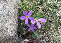 Primula angustifolia