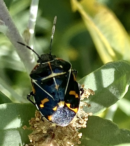 iNaturalist observation photo of Harlequin Bug