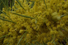 Aciphylla scott-thomsonii