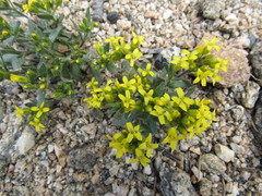 Draba streptocarpa