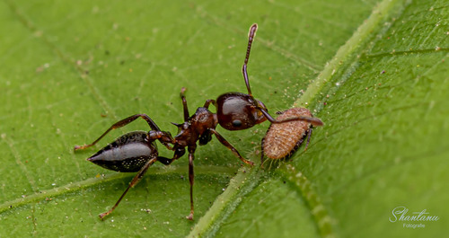 半裸举腹蚁Crematogaster subnuda