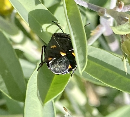 iNaturalist observation photo of Harlequin Bug