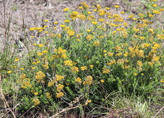Helichrysum kraussii