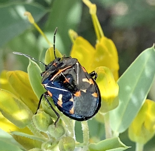 iNaturalist observation photo of Harlequin Bug