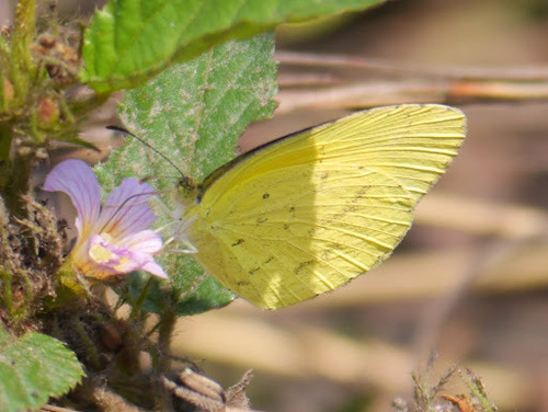 Broad-bordered Grass Yellow photo 4