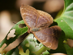 Euriphene tadema nigropunctata
