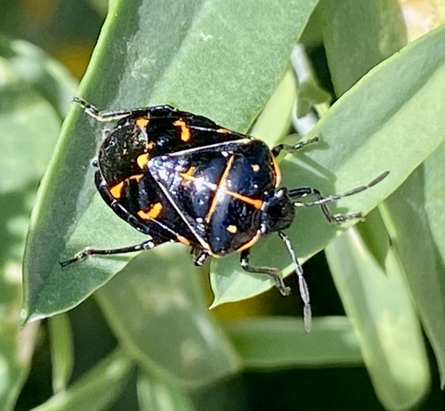 iNaturalist observation photo of Harlequin Bug