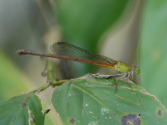 Ceriagrion