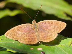 Euriphene tadema nigropunctata