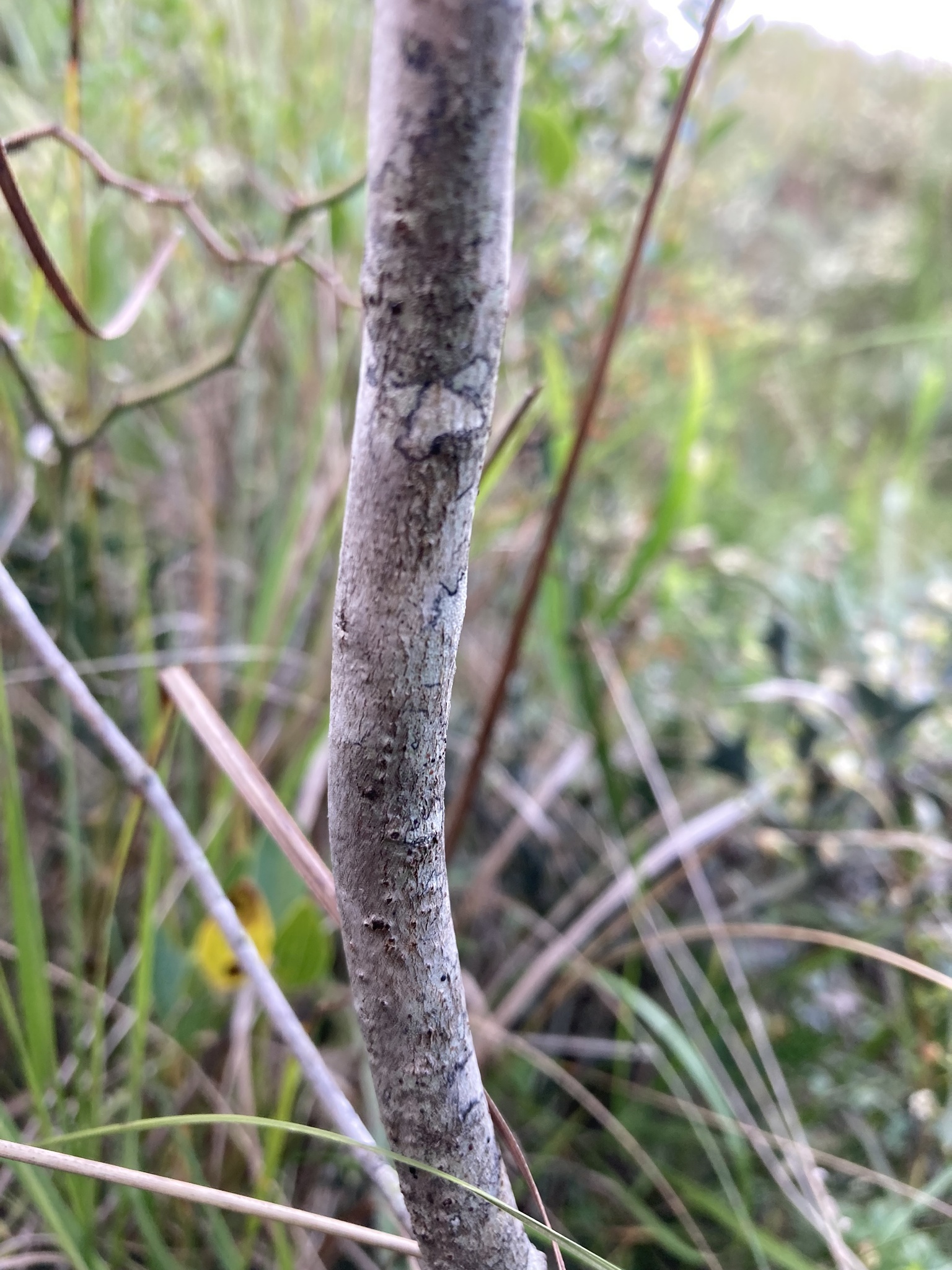 Blepharocalyx salicifolius (Kunth) O.Berg