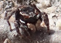 Maratus proszynskii